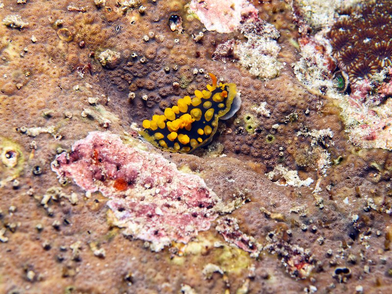 Wart slug, Rubiah Sea Garden